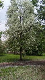Черёмуха в парке культуры и отдыха в Благовещенске