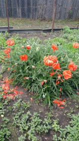 Мак из с. Муравьевка