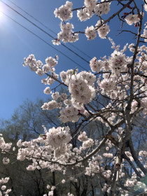 Абрикос в  Благовещенске