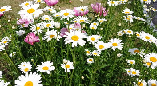 Ромашки в Райчихинске