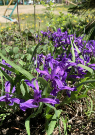 Ирисы в Благовещенске