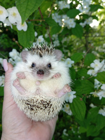 Жасмин (и ёжик) в Тамбовском районе