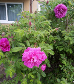 Шиповник распустился, Благовещенск!