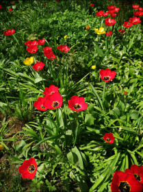 Маки, Санкт-Петербург!