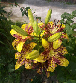 Саранки в Благовещенске!