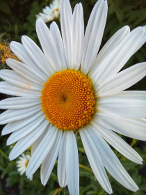 Красавица ромашка у школы №13