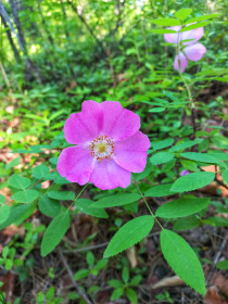 Цветок шиповника в мухинском лесу