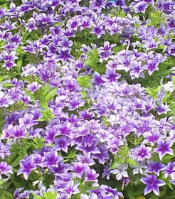 Целое поле из петуньи, г. Благовещенск