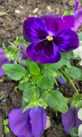 Анютины глазки в Благовещенске