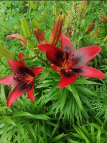 Красные маки в Благовещенске