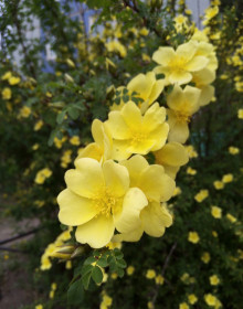 Жёлтая акация в Благовещенске