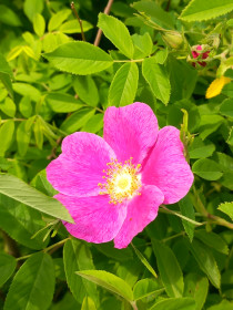 Шиповник, с. Михайловка