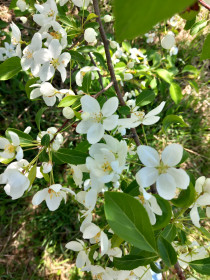 Яблонька, с. Михайловка, Благовещенский округ