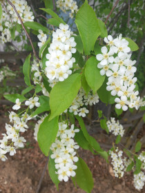 Черемуха, с. Михайловка Благовещенский округ