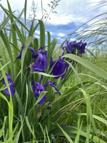 Ирис в Ивановском районе