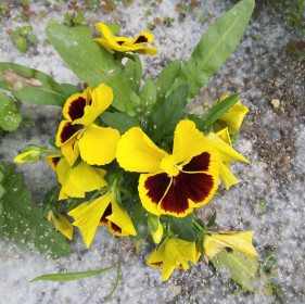 Невероятные глазки в Приамурье!