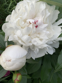 Пион из с. Муравьевка