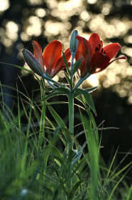 Лилия в Михайловке