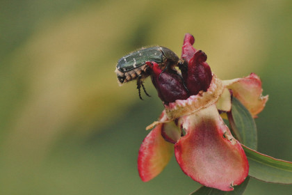 Жук из Михайловки