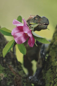 Вам цветочек  из Михайловки