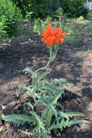 Мак из с. Муравьевка