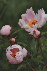 Пионы в лесу Михайловки