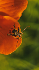 Любитель цветов — жук-усач, с. Михайловка