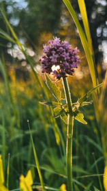 Валериана в Михайловских лугах