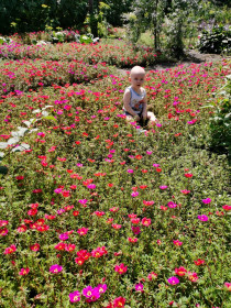 Портулак в с. Сергеевка