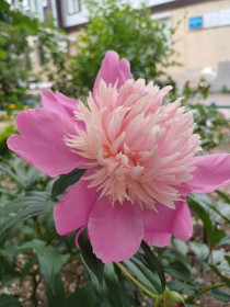 Пионы, г. Благовещенск