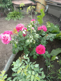 Ароматные чайные розы в саду Благовещенска