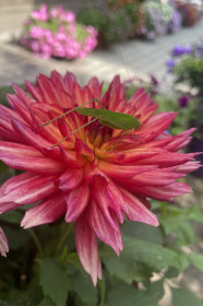 Георгин в г. Зея