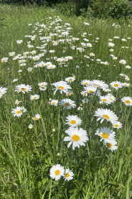 Ромашки в г. Благовещенске