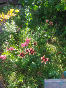 Лилии, г. Благовещенск