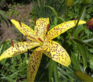 Красавица саранка из Благовещенска!