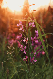 Иван-чай в Михайловском лесу