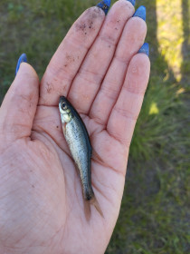 Мал золотник, да дорог