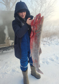 Таймень, р. Бурея