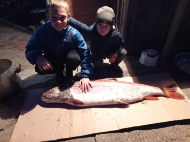 Таймень, р. Зея