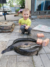 Змееголов, оз. Хомутина, Благовещенск