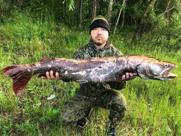 Таймень, р. Бурея