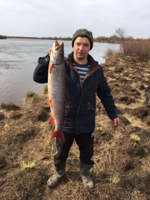 Таймень, р.Томь Серышевский округ