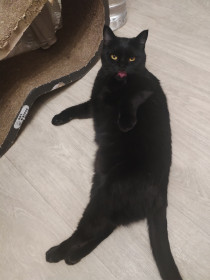 Багира из Благовещенска