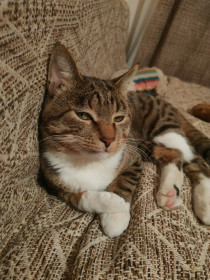 Кот Бублик из Благовещенска