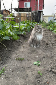 Мурыська в огурцах, г. Белогорск