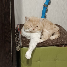 Кот Рыжик, г. Благовещенск