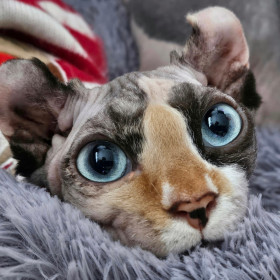 Арканум Бэйлиш из Благовещенска