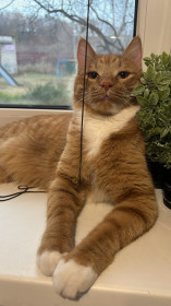 Стич из Благовещенска