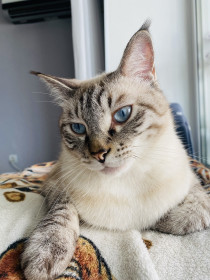 Голубоглазый проказник Маркиз, г. Благовещенск