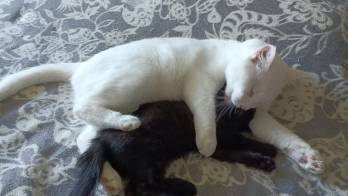 Кефирчик и Йода из Благовещенска